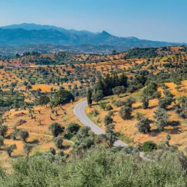 Getting to the Greek: Why Greece is the word when it comes to olive oil